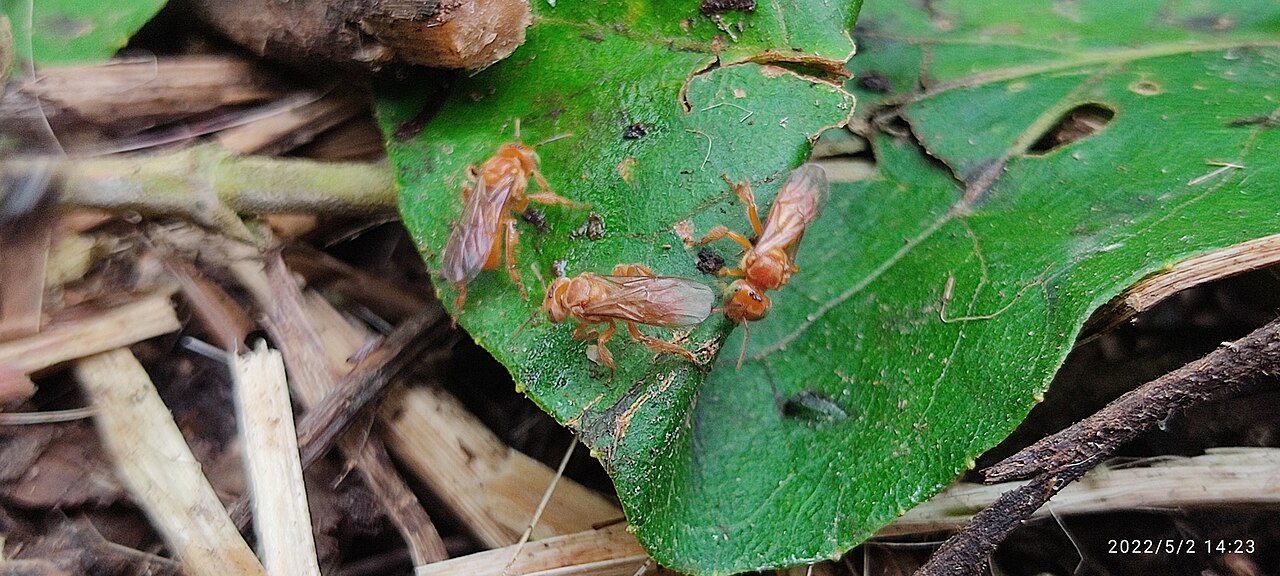 image from Nuisance Against Bees