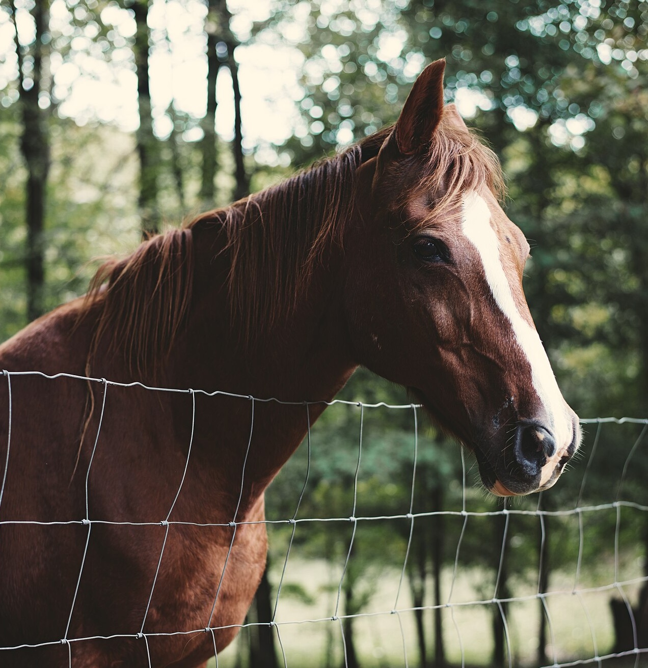 image from Law of the Horse Stable
