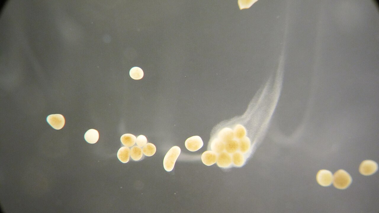 image from On Owning an Embryo