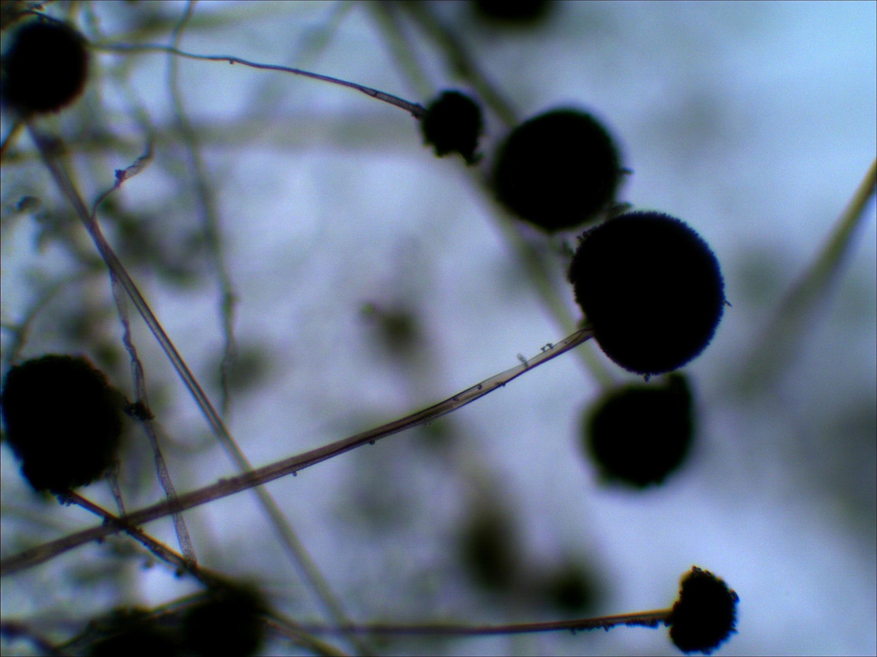 image from Living With Fungi Is No Fun